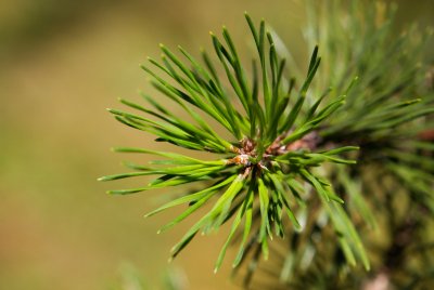 Pinus pungens - borovice pichlavá - jehlice
